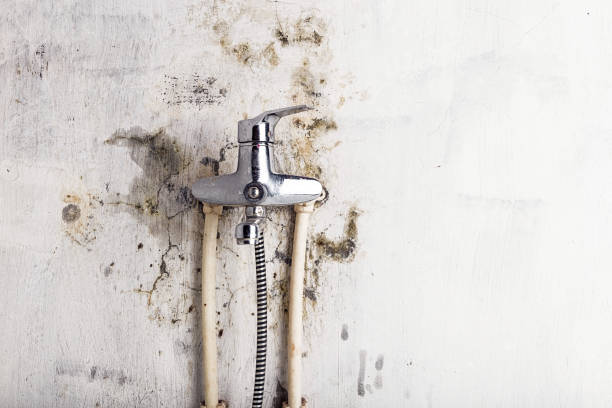 Best Toxic Mold Removal  in Richland, WA