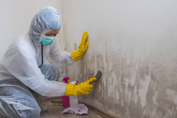 Best Crawl Space Mold Removal  in Richland, WA