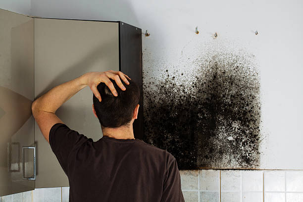 Best Mold Damage Repair  in Richland, WA