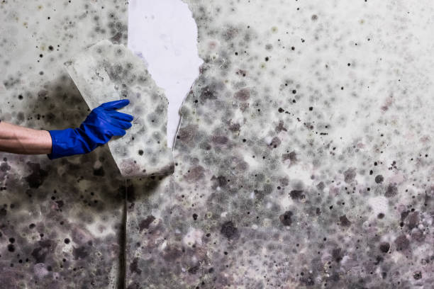 Best Attic Mold Removal  in Richland, WA
