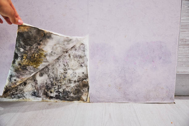 Best Water Damage Restoration  in Richland, WA
